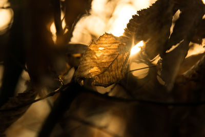 Close-up of dried autumn leaves