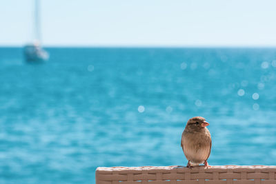 Seagull perching on a sea