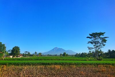 Scenic view of field against clear blue sky