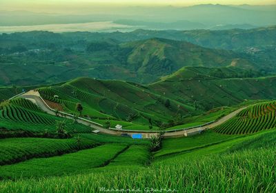 Scenic view of rice field against sky