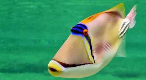 Close-up of jellyfish in water