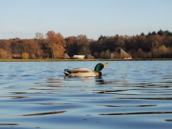 Ducks swimming in lake