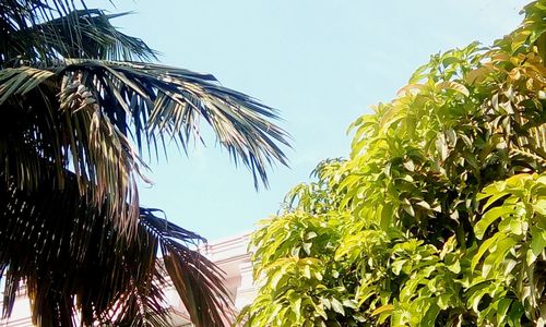 Low angle view of palm trees against sky