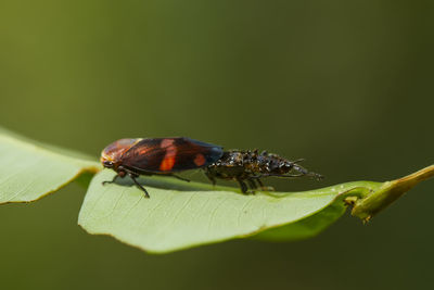 Close-up of insect on leaf