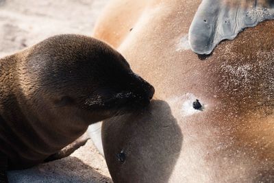 Close-up of sea lion feeding infant outdoors