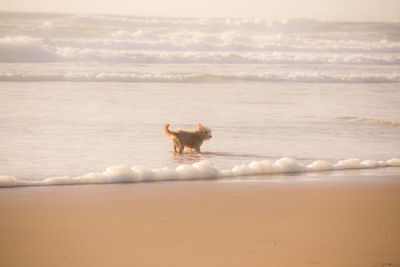 Dog running on beach