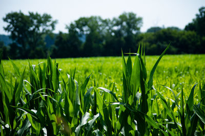 Close-up of crops growing on field