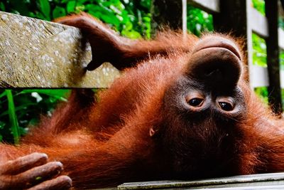 Close-up of a monkey