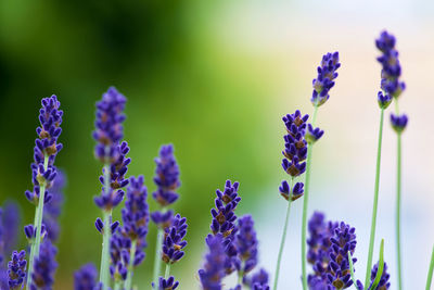 Close-up of purple flowers blooming outdoors