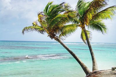 Palm tree by sea against sky