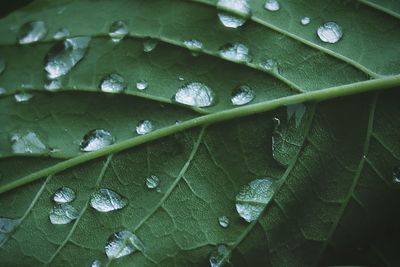 Full frame shot of wet leaves