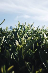 Close-up of plants growing on field against sky