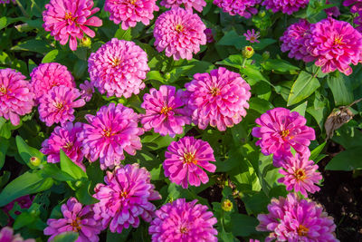 Closeup beautiful common zinnia flowers in garden with morning light