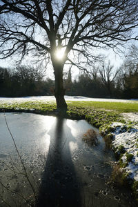 Scenic view of bare trees on landscape against sky