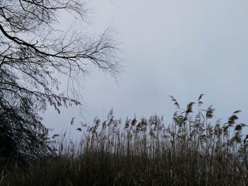 Low angle view of plants against clear sky