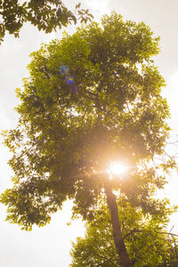 Low angle view of trees against clear sky