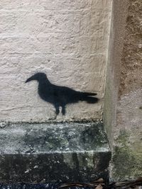 Shadow of a cat on wall