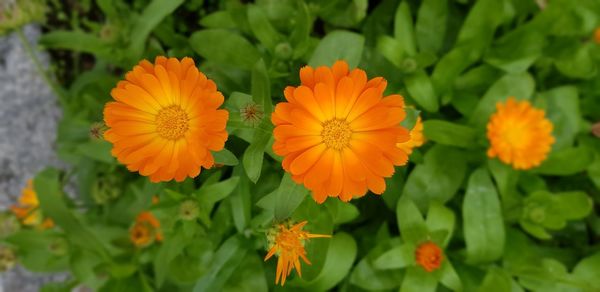 Close-up of orange flowering plants