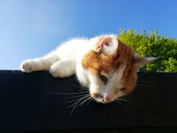 Close-up of cat sleeping