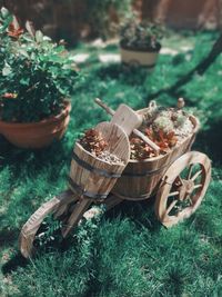 Mushrooms growing in basket on field