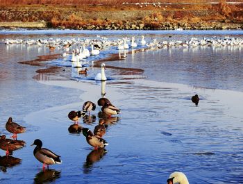 High angle view of ducks swimming on lake