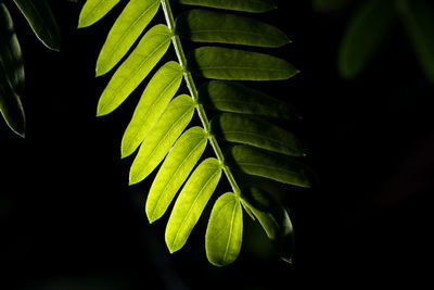 Close-up of green leaves against black background