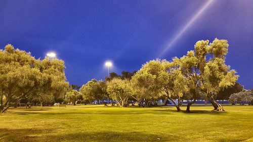 Trees against blue sky