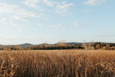 Scenic view of agricultural field against sky