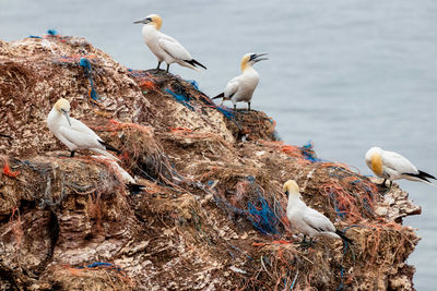 Seagulls perching on rock