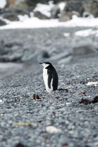 Close-up of penguin on road