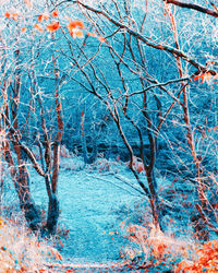 Bare trees in forest during winter