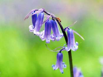 Close-up of insect on purple flower