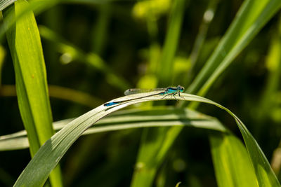 Close-up of insect on grass