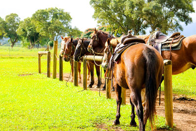 Horses in ranch