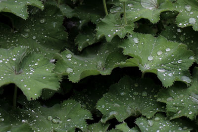 Full frame shot of wet leaves during rainy season