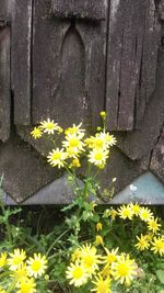 Close-up of yellow flowering plants on wooden fence