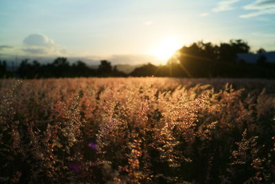 Scenic view of grassy field against sky during sunset