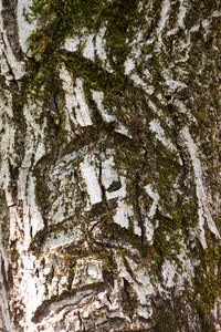 Full frame shot of tree trunk