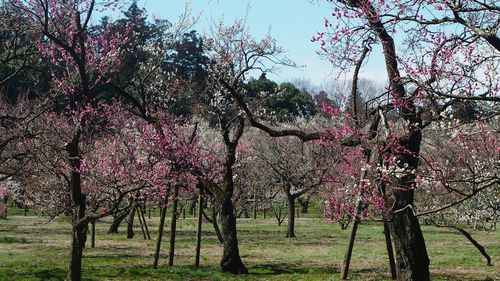 Pink flowers growing on tree in park