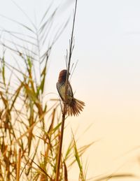 Close-up of a bird