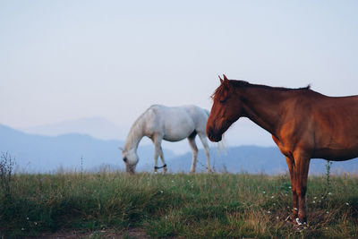 View of horses on grazing on field against sky