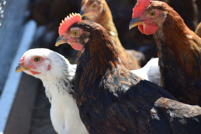 Close-up of birds