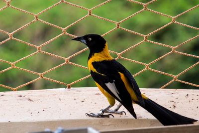 Close-up of bird perching outdoors