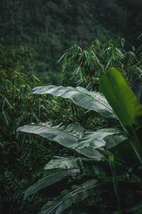 High angle view of leaves on field in forest