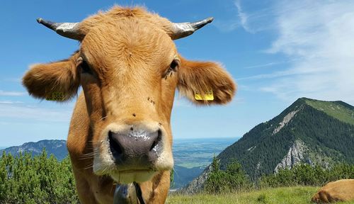 Portrait of cow standing on landscape against sky