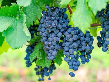 Close-up of grapes growing in vineyard