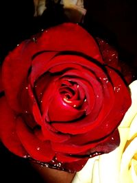 Close-up of red rose