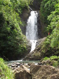 Scenic view of waterfall in forest