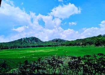 Scenic view of agricultural field against sky