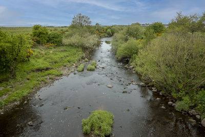 Scenic view of stream amidst trees against sky